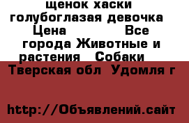 щенок хаски  голубоглазая девочка › Цена ­ 12 000 - Все города Животные и растения » Собаки   . Тверская обл.,Удомля г.